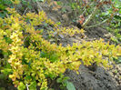berberis thunbergii gold