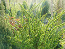 dracila verde (berberis vulgaris)