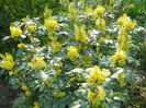 mahonia