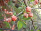 Chaenomeles japonica (2014, April 01)