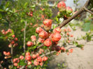 Chaenomeles japonica (2014, April 01)