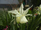 Narcissus Thalia (2014, April 01)