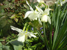 Narcissus Thalia (2014, April 01)