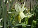 Narcissus Thalia (2014, April 01)