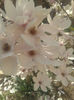 MAGNOLIE
