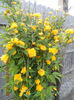 kerria japonica