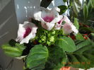 Gloxinia