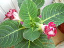 Gloxinia