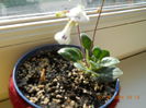 Chirita Tamiana