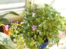 Campanula