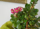 Kalanchoe