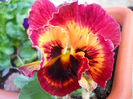 DSCN1054_043