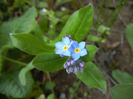 Myosotis alpestris (2014, April 03)