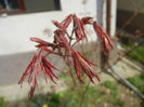 Acer palmatum Bloodgood (2014, April 01)