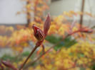 Acer palmatum Bloodgood (2014, April 01)
