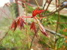 Acer palmatum Bloodgood (2014, Apr.01)