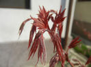 Acer palmatum Bloodgood (2014, Apr.01)