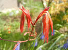 Acer palmatum Bloodgood (2014, Apr.01)