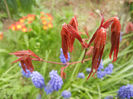 Acer palmatum Bloodgood (2014, Apr.03)