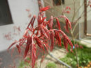 Acer palmatum Bloodgood (2014, Apr.03)