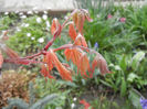 Acer palmatum Ariadne (2014, April 01)