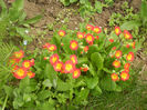 Primula polyanthus Red (2014, April 03)