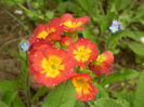 Primula polyanthus Red (2014, April 03)