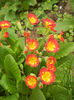 Primula polyanthus Red (2014, April 03)