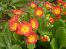 Primula polyanthus Red (2014, April 03)