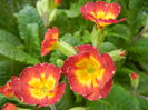 Primula polyanthus Red (2014, April 03)