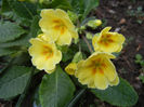 Primula polyanthus Yellow (2014, Apr.01)