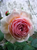 A SHROPSHIRE LAD 1