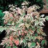 Acer palmatum Flamingo - shrub