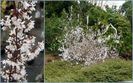 Abeliophyllum distichum (White forsythia)