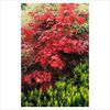 Acer palmatum disectum Atropurpureum