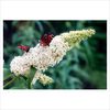 Buddleja davidii White Profusion