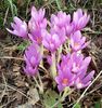 Colchicum autumnale