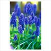 Muscari armeniacum