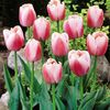 Tulipa darwin hybrid Ollioules