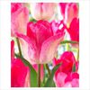Tulipa Ganders Rhapsody
