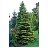 Abies koreana