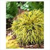 Chamaecyparis pisifera Sungold