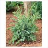 Juniperus chinensis Blue Alps