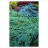 Juniperus squamata Blue Carpet