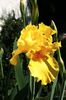 Iris germanica Yellow