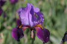 Iris germanica Baccante
