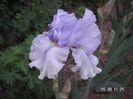 Iris germanica Eagle Control