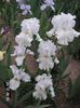 Iris germanica Garden Bride