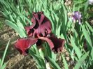 Iris germanica Merlot