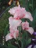 Iris germanica pink